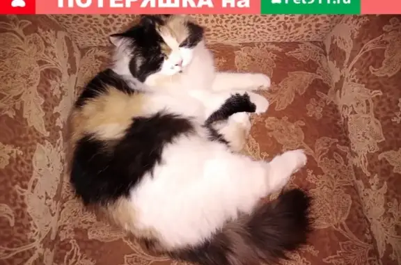 Пропала кошка в районе Дома Быта, Стерлитамак