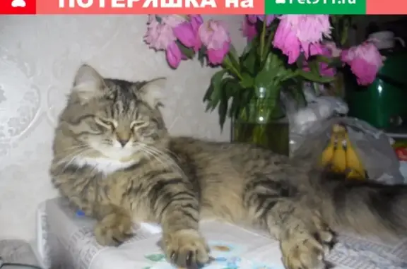 Пропал кот в районе 2-го военного городка, Москва