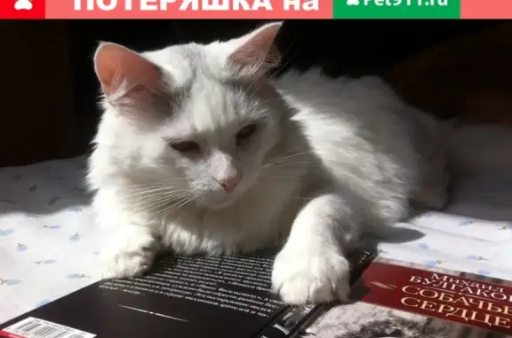 Пропала кошка в Пушкинском районе СПб