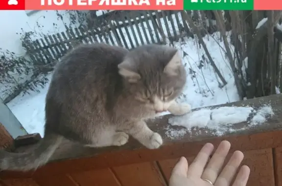 Пропала кошка на ул. Дубинина, Киров