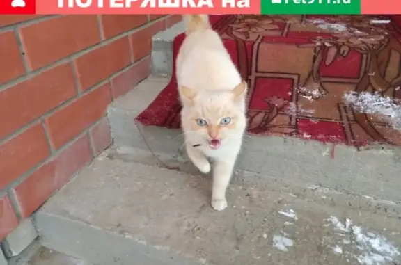 Найдена молодая кошка в деревне Черногубово, контактный телефон