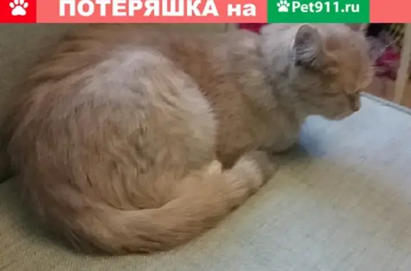 Кошка найдена на ул. Веденского, 32А
