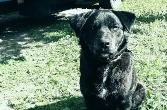 Собаки потеряшки, Иваново, фото: Потеряшка черный кобель на ул. Суворова, видели на 3 Интернационала (Иваново)