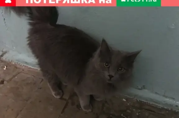 Найдена кошка на ул. Полубоярова, д.5