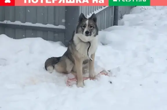 Пропала собака Лайка в Павлово, Нижегородская область