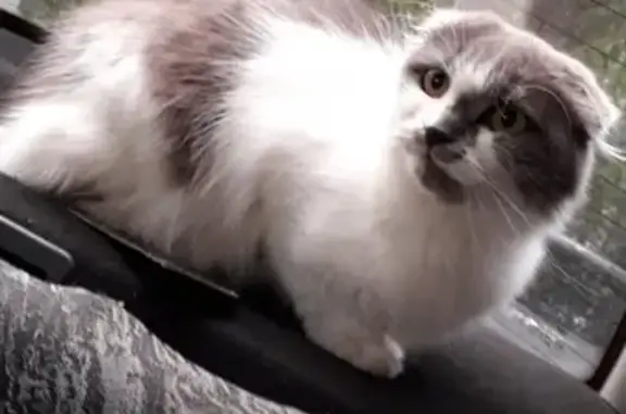 Найдена вислоухая кошка в Белгороде