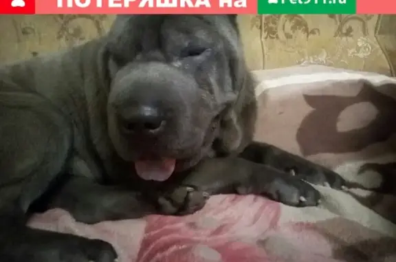 Пропала собака Баффи в Балахне, Нижегородская область