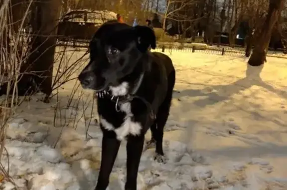 Найдена собака в районе Пос Художников Сокол, Москва (контакты внутри)