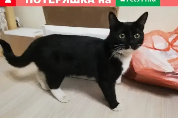 Найден домашний кот на ул. Репникова, 7, Ключевая!