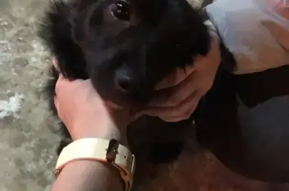 Найдена собака в Уфе, район центрального рынка, контакт Лиля