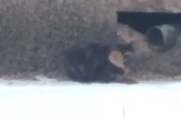 Найдена пушистая кошка в Нагорном, Пермь
