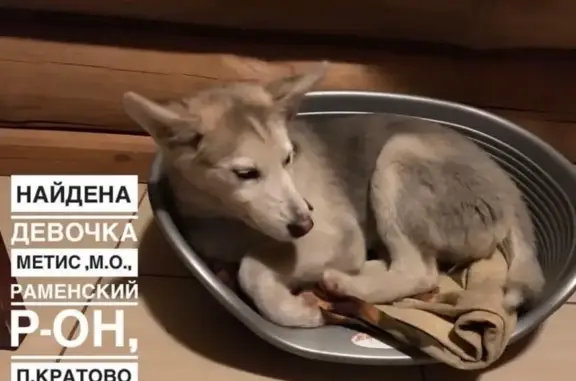 Найдена собака в Кратово, Московская область