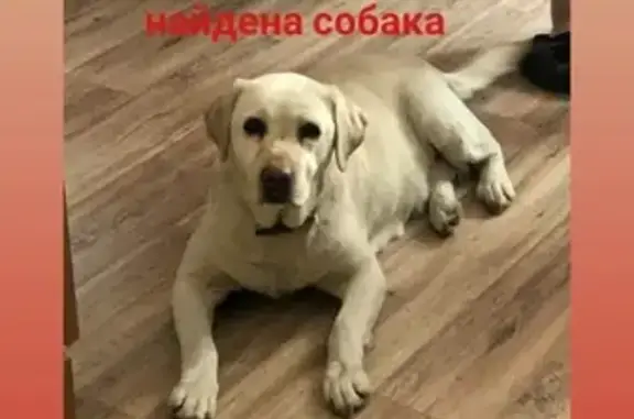 Найдена собака на улице Вавилова в Ростове-на-Дону