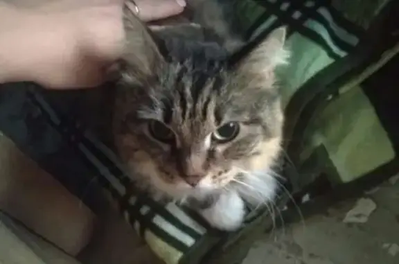 Найдена кошка на пр. Ленина 23 в Ухте