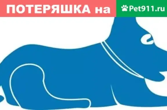 Найдена собака в Солнечногорске, ищем владельцев!