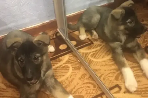 Собаки потеряшки, Лесной, фото: Потеряшка собака Лейла на улице Бажова