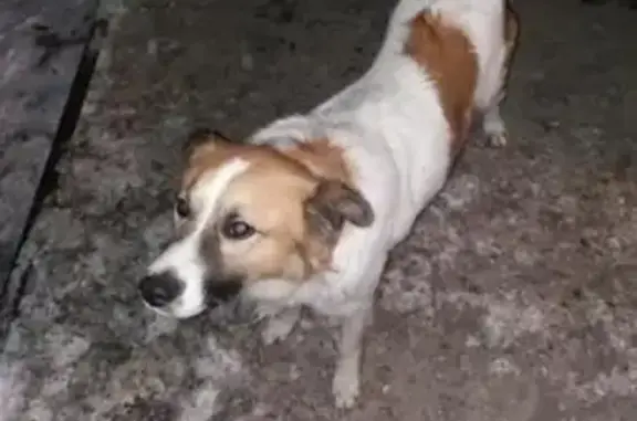 Найдена домашняя собака на Омской улице в Саратове