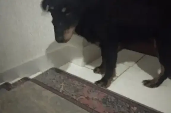 Найдена черная собака в деревне Шишовка, Солнечногорский район