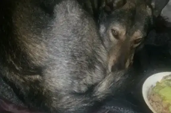 Найдена собака в Первоуральске, волчий окрас, кобель