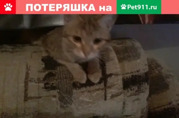 Пропала кошка на Металлургов 17, Череповец