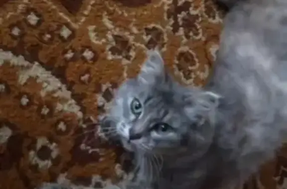 Пропала кошка в Малагово, зовут Рыся (Омутнинск)