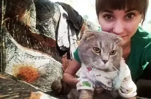 Пропал кот Снежок в Торжоке на улице Кожевников