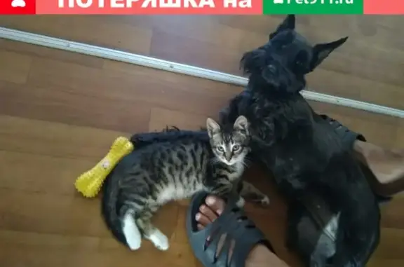 Кошки потеряшки, Санкт-Петербург, фото: Потеряшка кот Макс на ул. Коммуны 7А