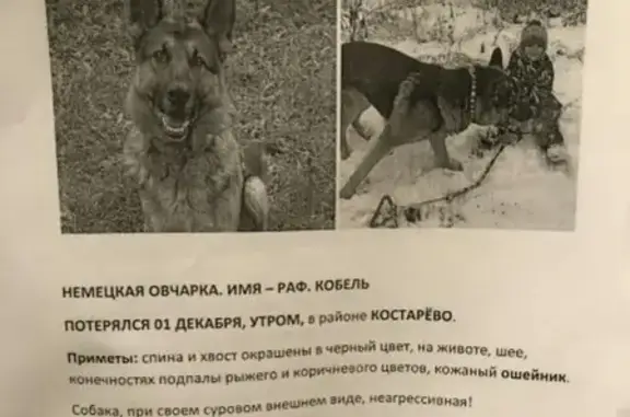 Пропала немецкая овчарка Раф в Мотовилихинском районе