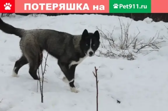 Пропала собака Ветер в Новосибирске, район Мочище