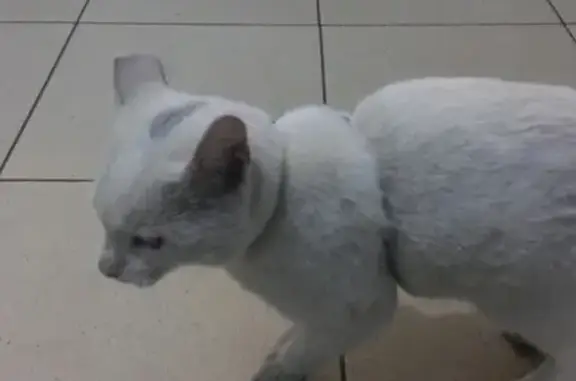 Найден белый кот с шлейкой в Буграх, Ленобласть