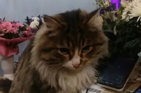 Потерянный кот найден в В. Пышме (Свердловская обл.)