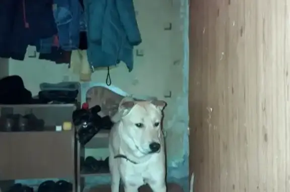 Найден пёс на Ленинском 37 в Норильске