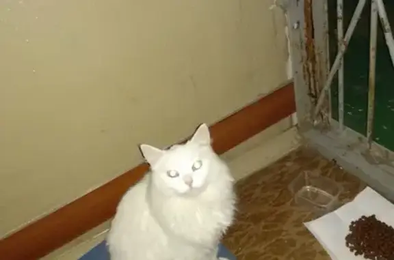 Найдена кошка на ул. Пушкина, Пермь