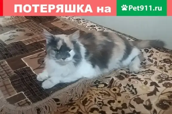 Потеряшка кошка на ул. Пионерская в Пензе [club159753768]