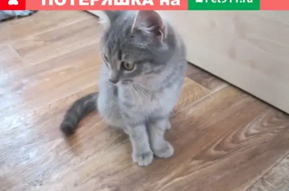 Найден котенок, серого цвета, ул. Прохорова, д. 44