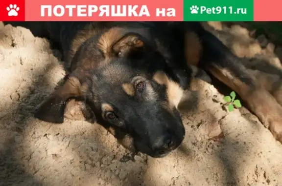 Пропала собака в д. Некрасово, Калуга