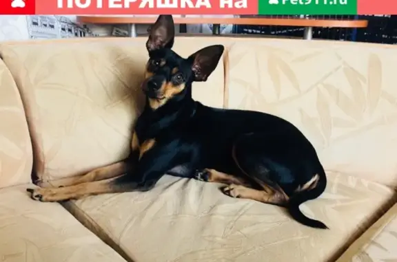 Пропала собака Джульетта в районе магазина Спартак, Асбест
