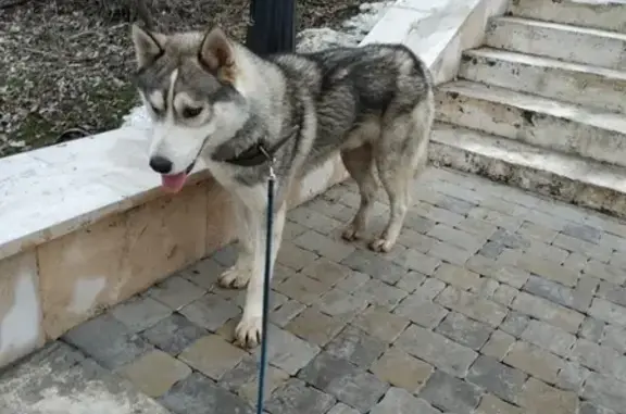 Пропала собака в Пятигорске