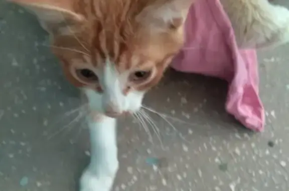 Найден рыжий котенок в Братске
