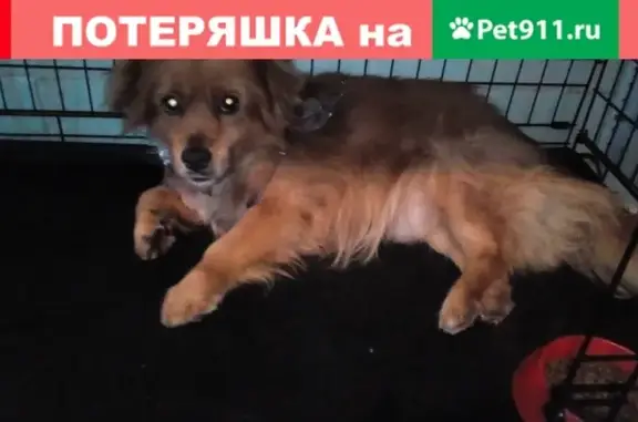 Найдена собака в Новодвинске, ищем хозяев!