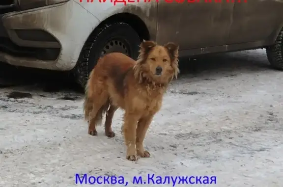 Найдена собака в Москве, м. Калужская