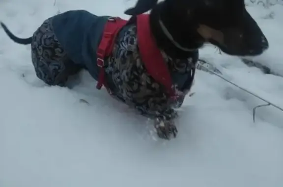 Пропала собака в Острогожске, Воронежская область