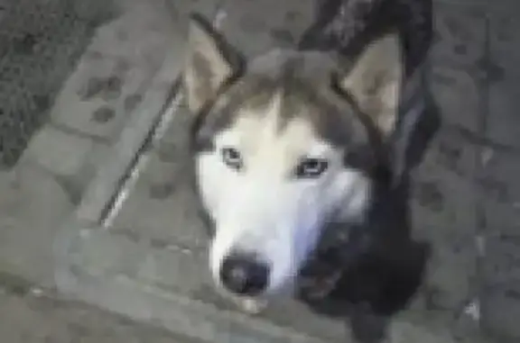 Пропала собака Хаски на заправке Газпром, Тверская область