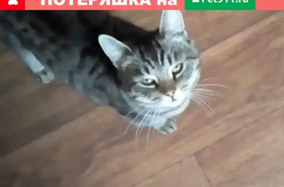 Пропала кошка в Минусинске на ул. Гоголя-Мартьянова
