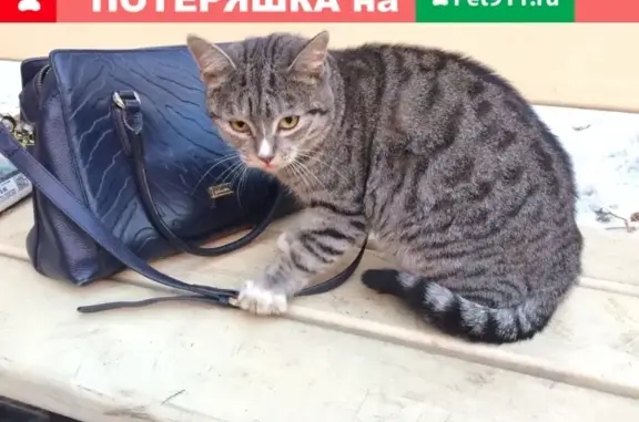 Найдена красивая кошка в Жуковском.