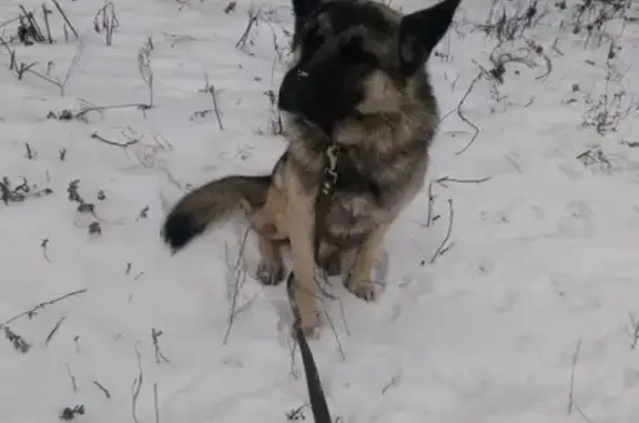 Найдена собака в Раменском парке, ищет хозяина