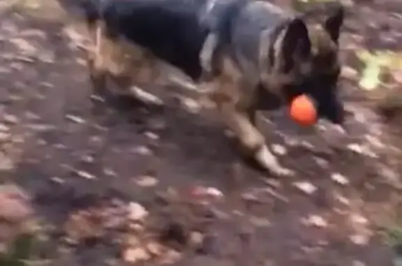 Собаки потеряшки, Тамбовский лесхоз, фото: Потеряшка собака «Кэти» в Тамбовском лесхозе, ищем!