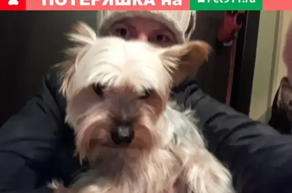 Пропала собака в Ногинске, район Заречья.
