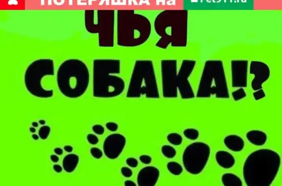 Найдена собака в Орехово-Зуево на улице Кирова