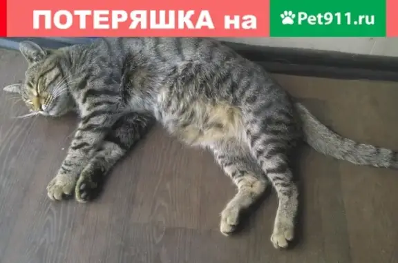 Пропал кот в Пушкинском районе, Санкт-Петербург